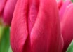 Tulipa Pink Ardour ® (4)